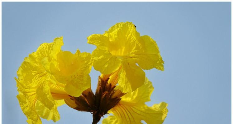 黄花风铃木花语（倾听黄花风铃木的心灵语言）