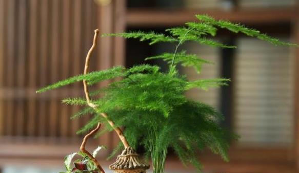 文竹什么品种最好？如何选择适合自己的文竹？