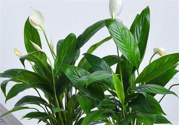 掌握白掌的寓意，实现内心平和（白掌的美丽与静谧之境）