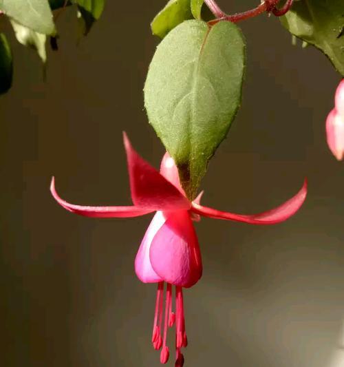 灯笼花一年开几次花?如何确保其开花次数?