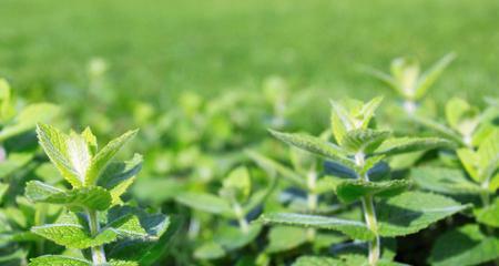 薄荷配土方法是什么？种植土壤应该如何选择？