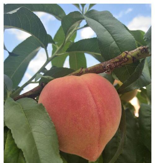 桃子的象征意义及其文化内涵（探寻桃子在不同文化中的多重象征意义）