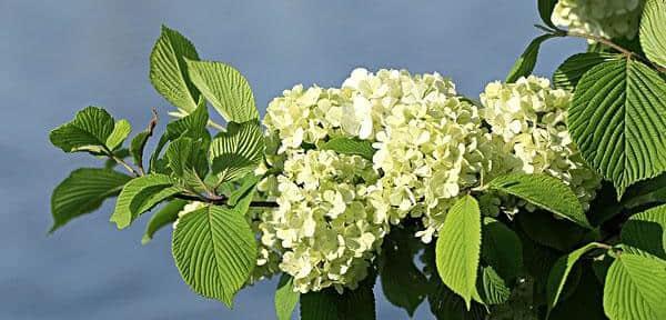 错过的花语-以玫瑰花为主题的文章（永远不要错过表达爱意的机会）