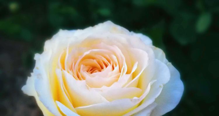 玫瑰花晒太阳的正确方法是什么？暴晒会有什么影响？