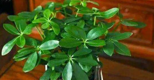 鸭脚木配土方法是什么？种植土壤应具备哪些特点？