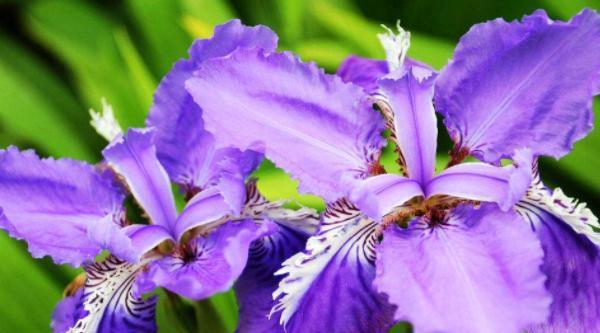 傲慢与虚荣的花语——玫瑰花的花语解析（盛气凌人、自负无比、自我陶醉）