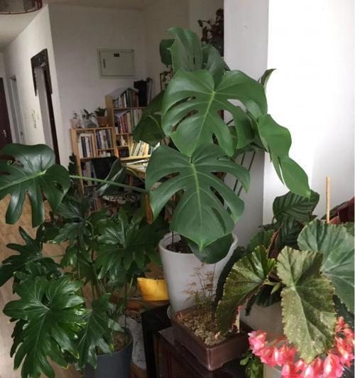 橡皮树换盆后多久浇水一次？换盆后浇水的正确时机是什么？