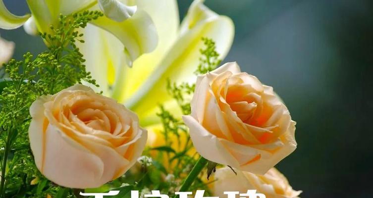 玫瑰花语（花开花落）