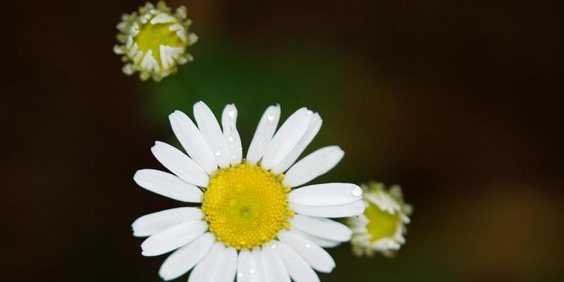 雏菊花语和寓意——美丽、坚韧、爱情(揭示雏菊花语与寓意)