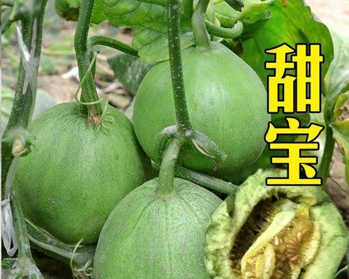苹果籽可以种吗？如何正确种植苹果籽？