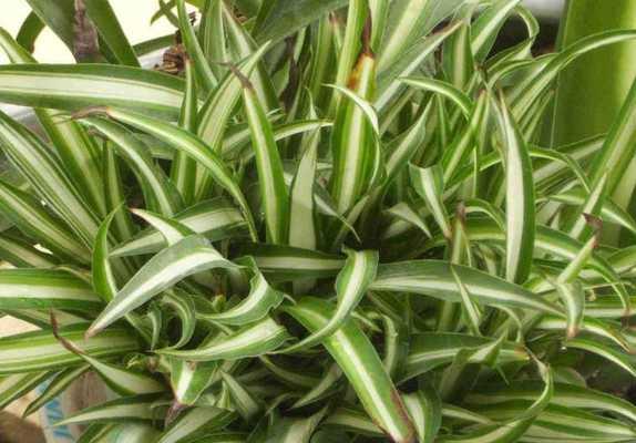 吊兰花语(以吊兰的美丽与花语传递心灵的宁静与和谐)