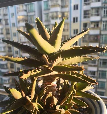 不夜城芦荟的开花之谜（寓意与花期解读）