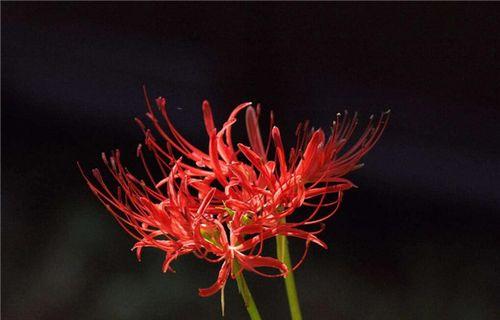 彼岸花（揭示彼岸花背后的意义与寓意）