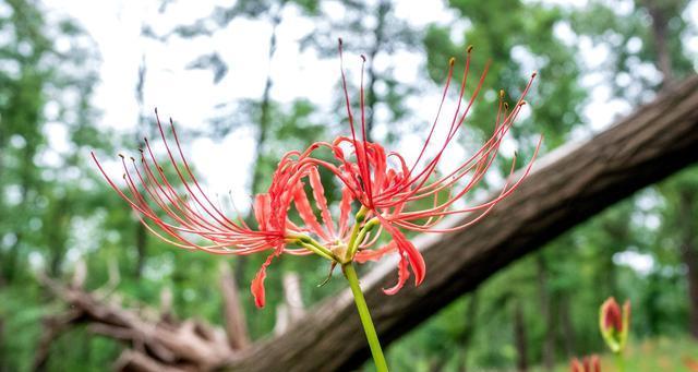 彼岸花（揭示彼岸花背后的意义与寓意）
