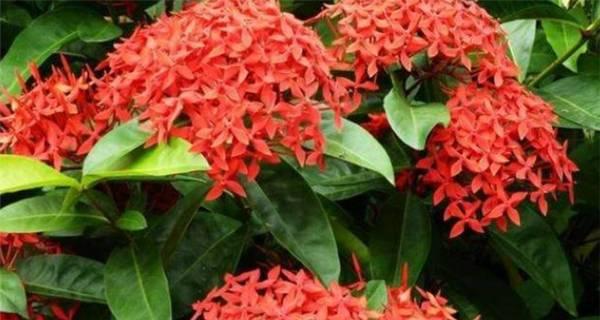 仙丹花(揭秘仙丹花的花语与传说)_花植网