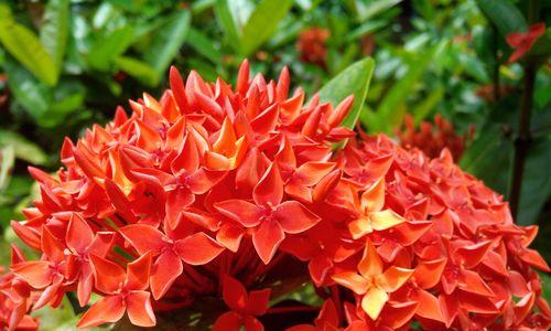 仙丹花(揭秘仙丹花的花语与传说)_花植网
