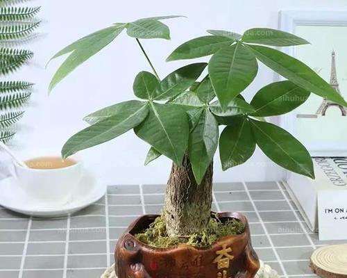 植物寓意富贵，传递美好生活（象征富贵的植物及其文化内涵）