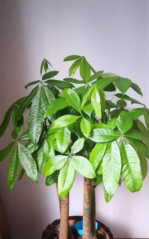 植物寓意富贵，传递美好生活（象征富贵的植物及其文化内涵）