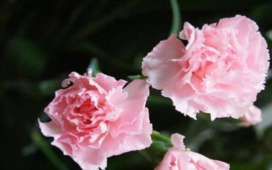 康乃馨的美丽与象征意义（探索康乃馨的特点与意义）