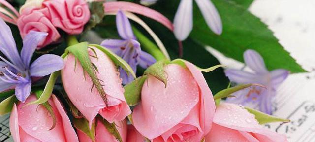 玫瑰花语之意义与寓意（探寻玫瑰花语的深层含义）