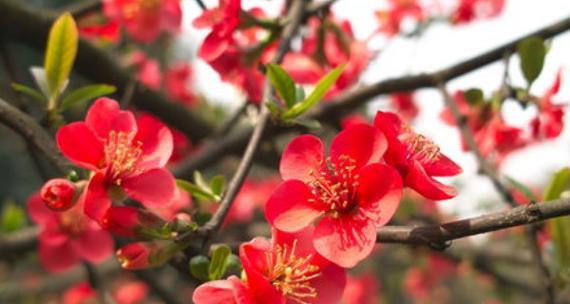 海棠树在风水中的寓意和意义(揭秘海棠树的风水学奥秘) 海棠树在风水中的寓意和意义(揭秘海棠树的风水学奥秘)