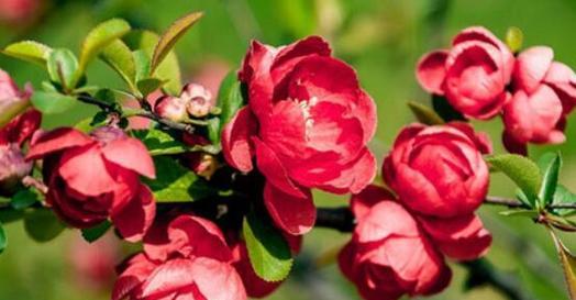 海棠树在风水中的寓意和意义（揭秘海棠树的风水学奥秘）