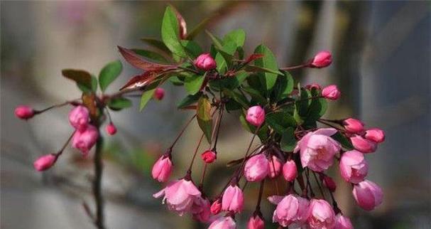 海棠树在风水中的寓意和意义(揭秘海棠树的风水学奥秘) 海棠树在风水中的寓意和意义(揭秘海棠树的风水学奥秘)