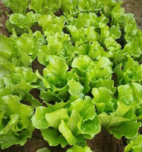 生菜种子怎么种？种植过程中常见的问题有哪些？