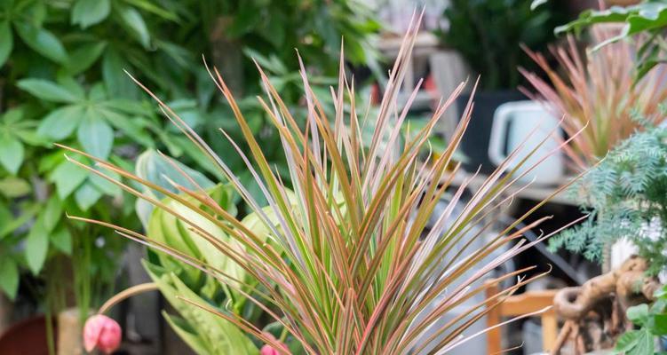 千年木浇水要浇透吗？浇多少水才算合适？