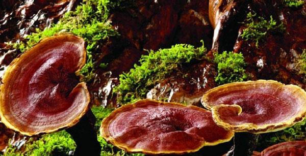 灵芝（探索灵芝的神奇力量与健康益处）