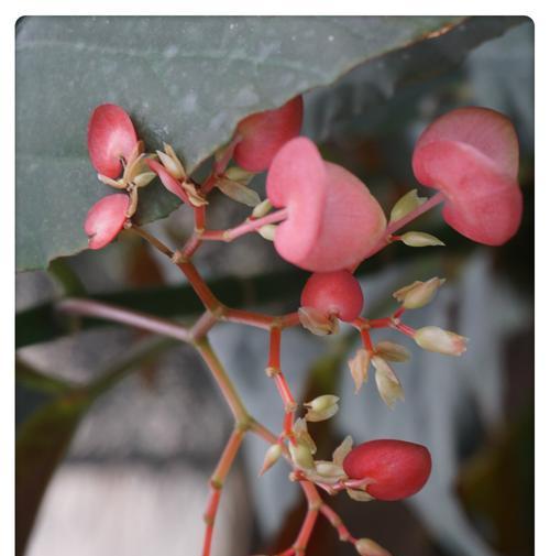 竹节海棠（竹节海棠的花语和寓意）
