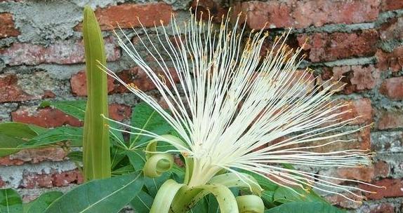 发财树的开花时间和寓意大揭秘（揭秘发财树开花时间和开花寓意）