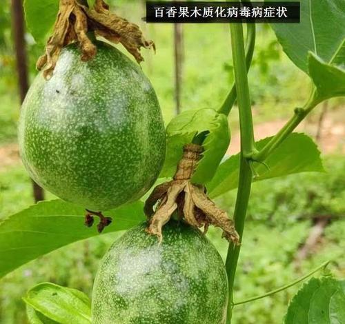 百香果室内养殖真的有毒吗？安全养殖方法是什么？