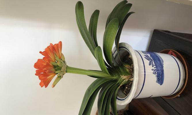 君子兰花语的深意（一朵花传递的温馨与祝福）