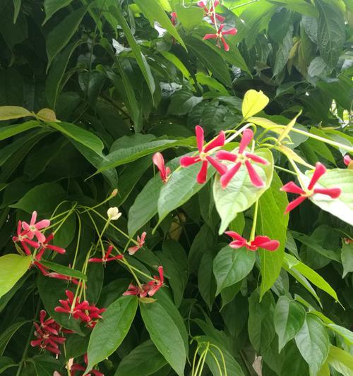 君子花语与寓意（探索君子花语的意义与传承）