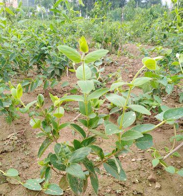 金银花秋天能移栽吗？最佳移栽时间是几月份？