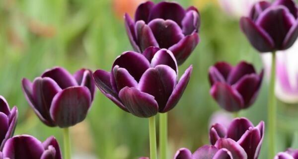 郁金香的花语与传说（探寻郁金香的花语与传说）