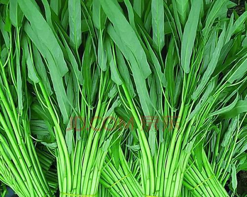 空心菜是什么菜？如何挑选新鲜的空心菜？