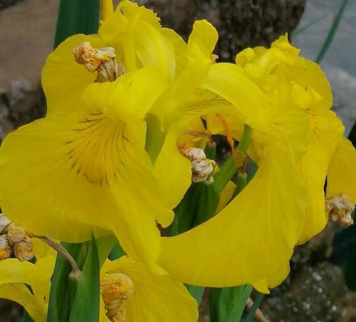 菖蒲花的花语与意义(揭开菖蒲花的神秘面纱)