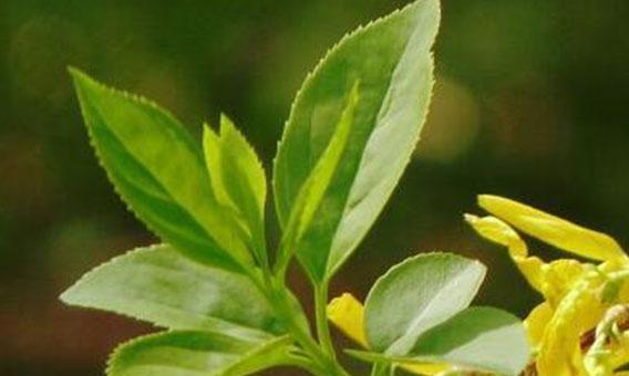 连翘花的美丽与寓意（连翘花）