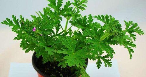 驱蚊草种植的最佳时间和步骤是什么？