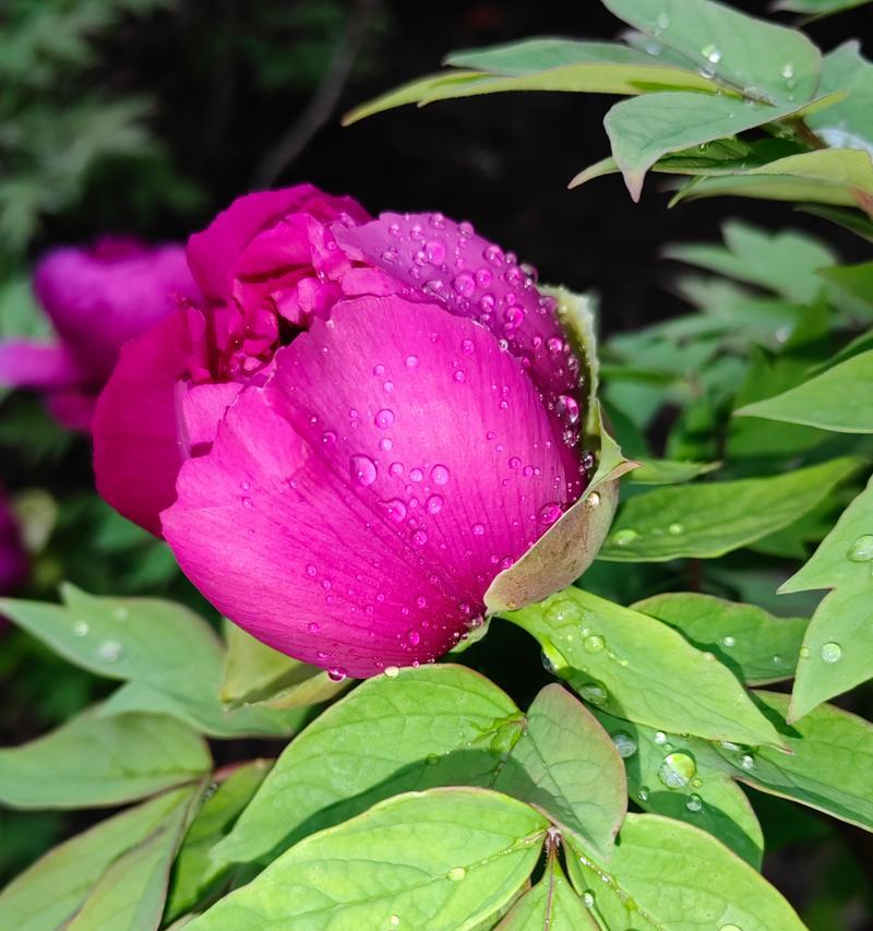 白牡丹和红牡丹的寓意(花中的美与力量)