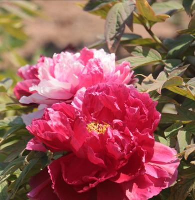 白牡丹和红牡丹的寓意（花中的美与力量）