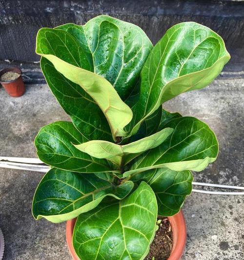 琴叶榕冬天会冻死吗?如何在寒冷季节保护琴叶榕?