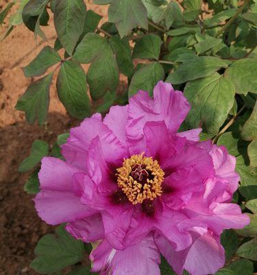 白牡丹和红牡丹的寓意（花中的美与力量）