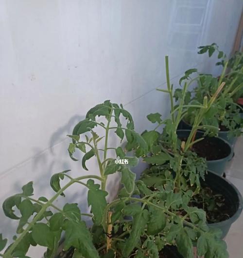 番茄不开花是什么原因？如何解决？