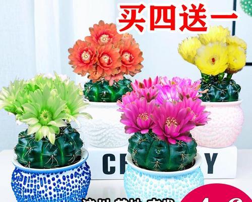 多肉仙人掌花语之魅力与意义（揭秘多肉仙人掌的花语与神奇之处）