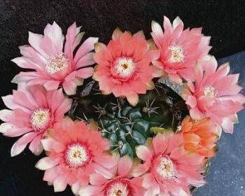 多肉仙人掌花语之魅力与意义（揭秘多肉仙人掌的花语与神奇之处）