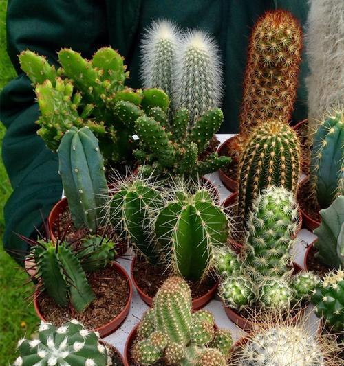 多肉仙人掌花语之魅力与意义（揭秘多肉仙人掌的花语与神奇之处）