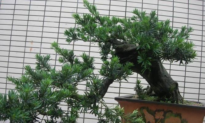 罗汉松嫁接的最佳时间是什么时候?如何提高成活率?